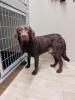 Callahan - lieb,  schüchtern - Labrador-Mix
