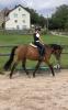 Reitpony Mix Wallach,  3 jährig,  1, 45 m,  Freizeit,  Western,  Dressur