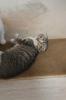 Kitten (scotische Mutter und EKH Vater)
