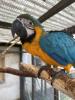 handzahmer Kakadu gesucht