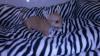 3 Monate Junger chihuahua Junge kostenlos