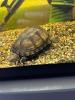 Wasserschildkröte Rotwangen- Klappschildkröte 