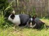 Deckrammler für Kaninchen gesucht