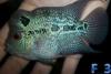 Biete Aquarienfische aller Art an und suche auch immer welche