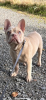 Französische Bulldogge