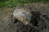 Breitrandschildkröten,  Testudo marginata,  eigene Nachzucht 2022.