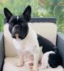 Französische Bulldogge 