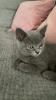 BKH kitten,  Mädchen