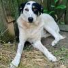 Tabby sucht ein Zuhause