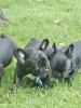 Französische Bulldoggen