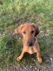 Hund/ Welpe