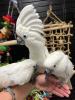3 Weißhaubenkakadu zu verkaufen
