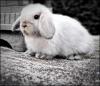 Wunderschöne Mini Lops