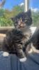 4 maine coon mix kätzchen