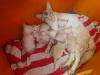 Traumhafte Balinesen  Kitten suchen bald ihr neues Zuhause
