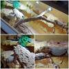 Bartagamen Pärchen mit Terrarium und Zubehör 