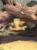 Wasserschildkröte Emydura subglobosa