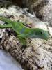 Fidschi Leguan /  Brachylophus Fasciatus 