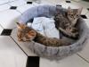 12 Wochen alt,  2 süße kleine Katzenbabys