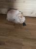 ein verschmuste Maine Coon Katze sucht nettes zu Hause