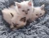 Heilige Birma Kitten,  lilac,  weiblich