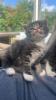 4 maine coon mix kätzchen