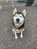 Starlight - aktiv,  lieb - Husky-Mix