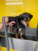 Herausforderung! Liebesbedürftiger Schäferhund-Mischling abzugeben