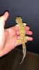 Leopardengecko zu verschenken