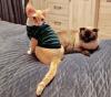 Devon Rex Kater Amour (10 Monate,  kastriert) - verspielt und sehr liebevoll