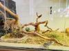 Terrarium mit Halsbandleguan w