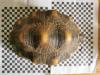 Geochelone Radiata 0.4 weibchen