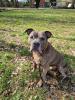 Amstaff American Stafford Terrier Puschel sucht dringend ein neues Zuhause!