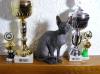 Deckkater Don Sphynx mit Championtitel