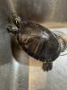 Wasserschildkröte Pseudemys Nelsoni