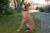 HERBERT -  männlich  1 Jahr  80 cm  48 kg  Deutsche Dogge  Gechipt