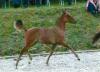 Deutsches Reitponystutfohlen 2012 !!!