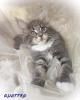 Maine Coon Blue Silber Junge