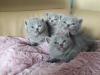 BKH Britisch Kurzhaar Kitten mit Stammbaum
