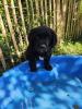 Labrador/ Bernersennen x Golden Retriever  Welpen