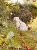 Menschenbezogene Scottish Fold