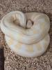 0.3 Königspython Spider HC Albino Butter inkl. Terrarack