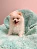 Zwergspitz Pomeranian 