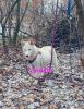 Husky Welpe aus exclusiver Verpaarung suchen ein kuscheliges Zuhause.  Nur noch 