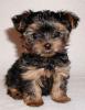 mini yorkshire terrier
