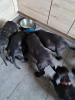 Dogo Canario / Cane Corso Welpen 