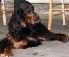 Wurfplanung Gordon Setter