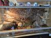 Terrarium mit 3 Kornnatter