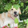 Golden Retriever  Wurfankündigung
