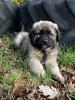 Süße Leonberger/ Germanischer Bärenhund Welpen